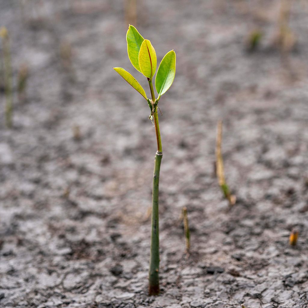 Let's emit positivity, not carbon!